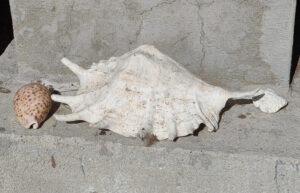 Aldabra