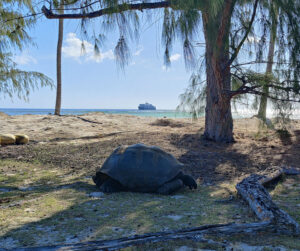 SH Diana vor Aldabra