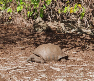 Aldabra Riesenschildkröte