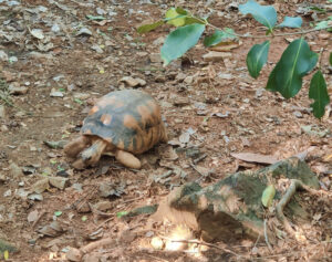 Schildkröten