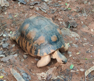 Schildkröten
