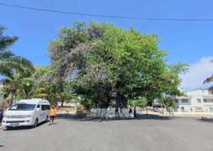 1000 jähriger Baobab