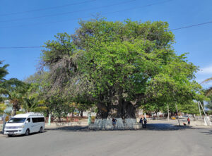 1000 jähriger Baobab