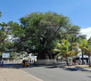 1000 jähriger Baobab