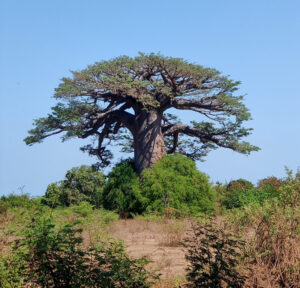 die ersten Baobabs
