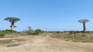 die ersten Baobabs