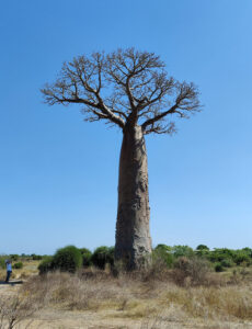 die ersten Baobabs