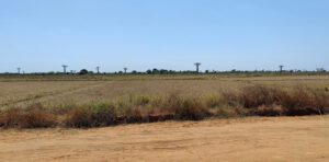 die ersten Baobabs
