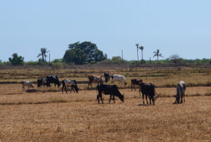 Zebu-Herde