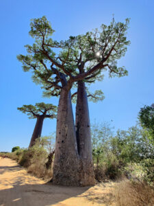 Zwillings-Baobab