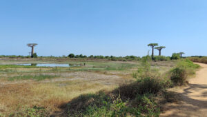 die ersten Baobabs