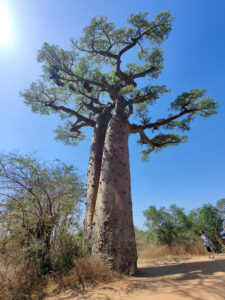 Zwillings-Baobab