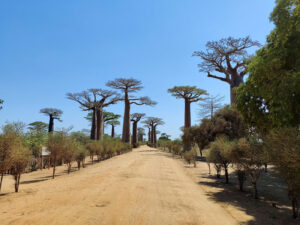 Baobab Avenue