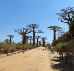 Baobab Avenue