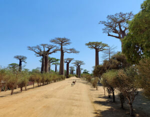 Baobab Avenue