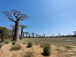 Baobab Avenue