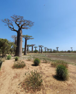 Baobab Avenue