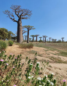 Baobab Avenue
