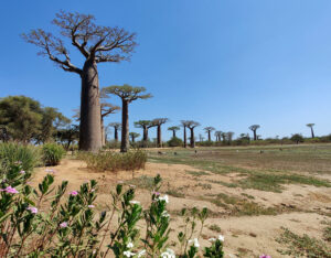 Baobab Avenue