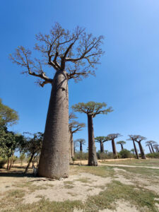 Baobab Avenue