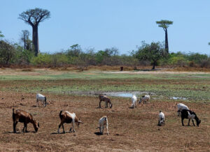Baobab Avenue