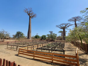 Baobab-Baumschule