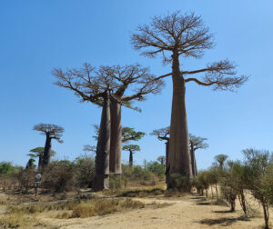 Baobab Avenue