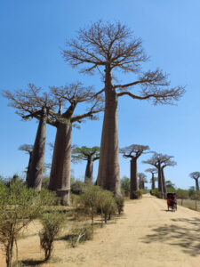 Baobab Avenue