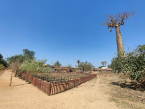 Baobab-Baumschule