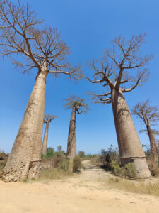 Baobab Avenue