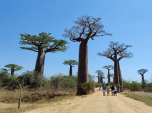 Baobab Avenue