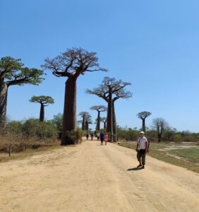 Baobab Avenue