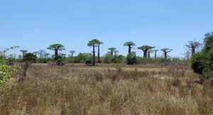Baobab Avenue
