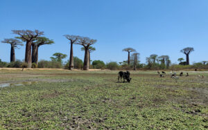 Baobab Avenue