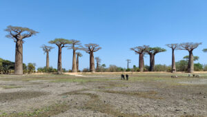 Baobab Avenue