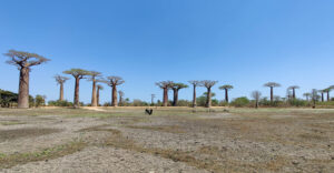 Baobab Avenue