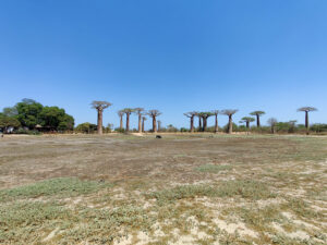 Baobab Avenue