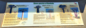 Baobab Avenue