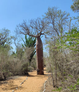 Baobabs