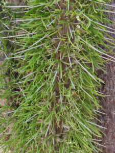 Spiny Forest