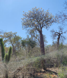 Baobabs