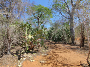 Spiny Forest