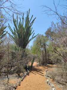Spiny Forest
