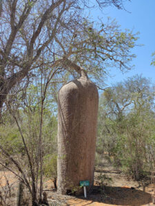 Baobabs