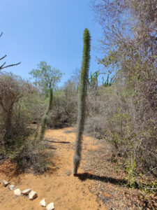 Spiny Forest