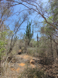 Spiny Forest