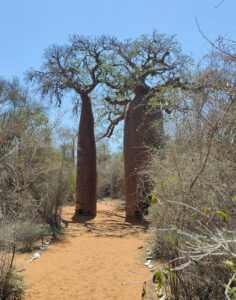Baobabs
