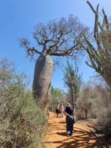 Baobabs