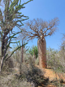 Baobabs