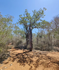 Baobabs